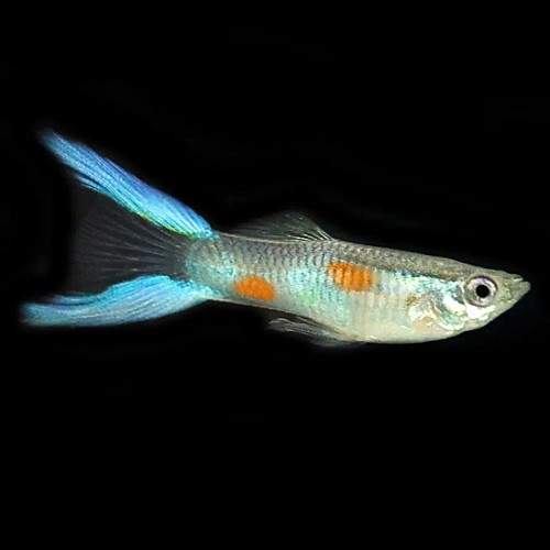 Poecilia reticulatus - Guppy male lyretail